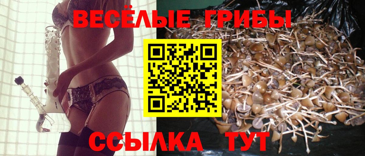 Галлюциногенные грибы Psilocybe Соль-Илецк